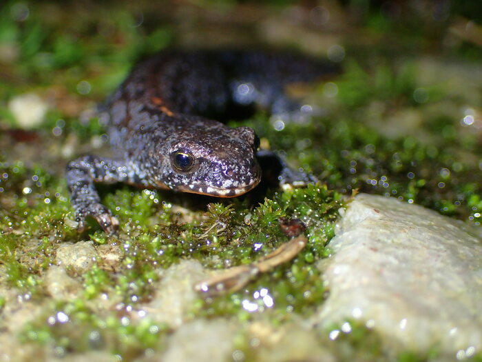 Vauville/50 : Découverte des amphibiens de la réserve... Du 5 au 26 avr 2025